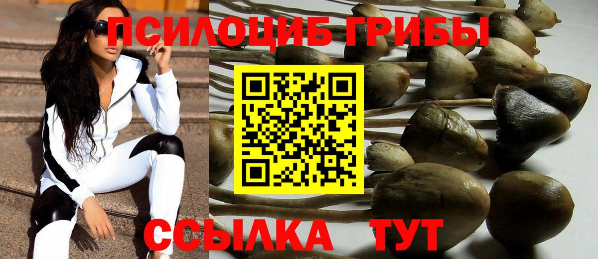 Галлюциногенные грибы Psilocybine cubensis Армавир